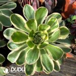 [RTS]Aeonium Green Rose