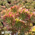 [RTS]Aeonium YuZi Blossom Clustering