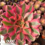 [RTS]Aeonium Banshee