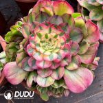 [RTS]Aeonium Lichi Clustering