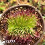 [RTS]Aeonium Golden Chrysanthemum
Cristata