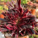 [RTS]Aeonium Magician Variegated Cristata