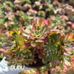 [RTS]Aeonium Lichi Blossom Cristata