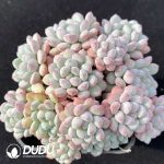 Echeveria Little Red Egg Clustering