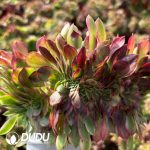 [RTS]Aeonium Rain Lotus Cristata