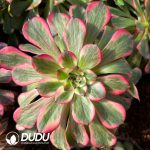 [RTS]Aeonium Firework