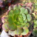 [RTS]Aeonium Rain Lotus