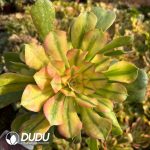 [RTS]Aeonium Athena