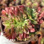[RTS]Aeonium Aquaman Cristata