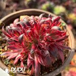 Aeonium Vermilion Bird