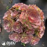[RTS]Aeonium Red Devil Clustering