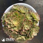 [RTS]Aeonium Sea Fairy Clustering