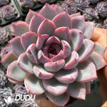 Echeveria Jade-faced Little Fox