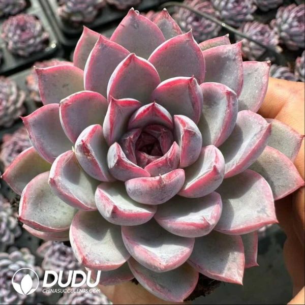 e201-18.jpg Echeveria Jade-faced Little Fox - Image 1