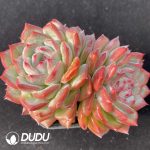 Echeveria Floriana Double Heads