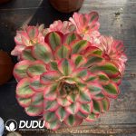 [RTS]Aeonium Alice Variegated Clustering in hand