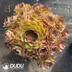[RTS]Aeonium Peach Blossom Stone Clustering