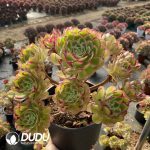 Aeonium Peacock Feather Clustering