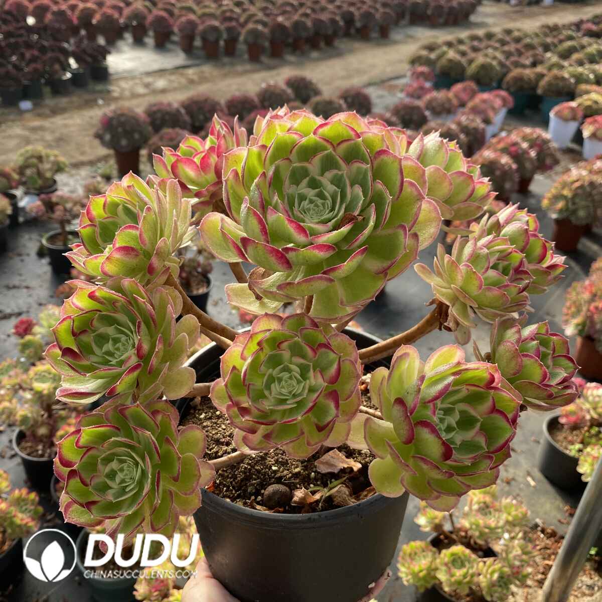 e201-1802.jpg Aeonium Peacock Feather Clustering - Image 1