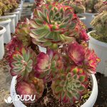 Aeonium Peacock Feather Clustering