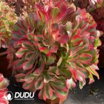 [RTS]Aeonium The Great Fragrant Concubine Clustering