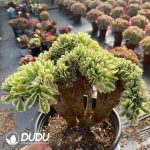 Aeonium Maybach Cristata