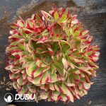 Aeonium Green Apple Clustering