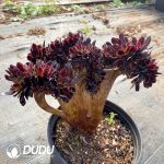[RTS]Aeonium Super Bang Cristata