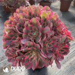 [RTS]Aeonium Pretty in Pink Clustering