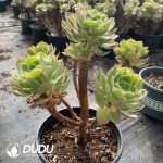 [RTS]Aeonium Aquaman Clustering