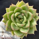 Echeveria Diana