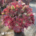 [RTS]Aeonium Inviting the Moon Clustering