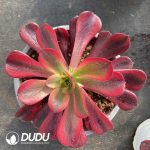 [RTS]Aeonium Caput-Medusae