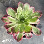 [RTS]Aeonium Kaleidoscope