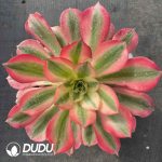 [RTS]Aeonium Pink Witch