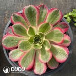 [RTS]Aeonium Yunhe Clustering