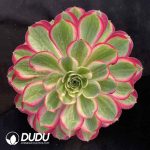 [RTS]Aeonium Peacock Feather