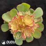 [RTS](Grafted)Aeonium Lychee Lollipop Clustering