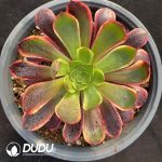 [RTS]Aeonium Super Bang