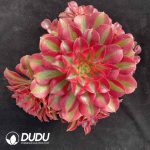 [RTS]Aeonium Pink Witch Clustering