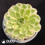 [RTS]Aeonium Elizabeth