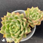 Echeveria Diana Double Heads