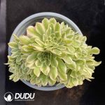 [RTS]Aeonium Maybach Cristata