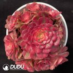 [RTS]Aeonium Qingcheng Clustering