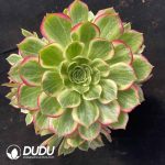 [RTS]Aeonium Colorful lights Clustering