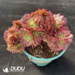 [RTS]Aeonium Red Qingcheng Cristata