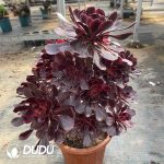 [RTS]Aeonium Lina Clustering