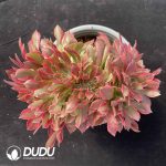 [RTS]Aeonium Pink Witch Cristata