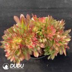 [RTS]Aeonium Fragrant Concubine Cherry Blossoms Variegated Cristata