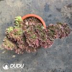 [RTS]Aeonium Fragrant Concubine Cristata